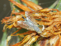 Acanthiophilus helianthi