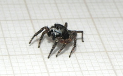 Sumampattus quinqueradiatus