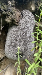 Polybia plebeja