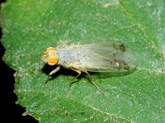 Acanthiophilus helianthi