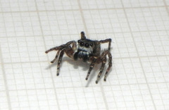 Sumampattus quinqueradiatus