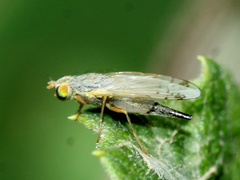 Acanthiophilus helianthi