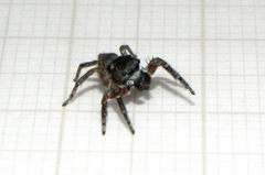 Sumampattus quinqueradiatus