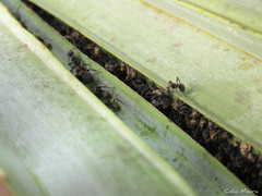 Camponotus arboreus