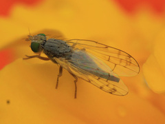 Acanthiophilus helianthi