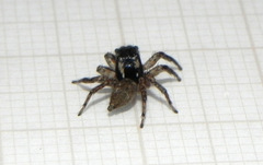 Sumampattus quinqueradiatus