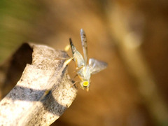 Acanthiophilus helianthi