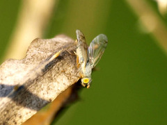 Acanthiophilus helianthi