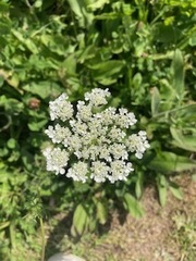 Daucus carota