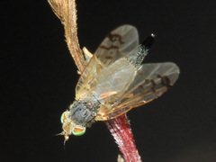 Acanthiophilus helianthi