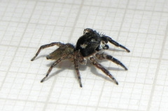 Sumampattus quinqueradiatus