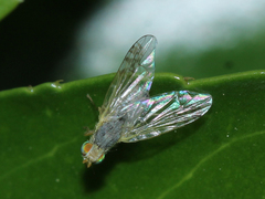 Acanthiophilus helianthi