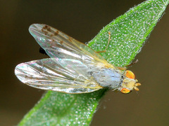 Acanthiophilus helianthi