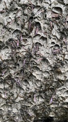 Polybia plebeja
