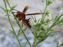 Polistes canadensis