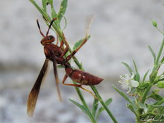 Polistes canadensis