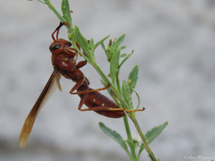 Polistes canadensis
