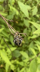 Neoscona orizabensis