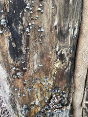 Trichoderma viride