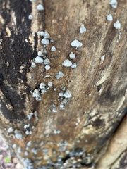 Trichoderma viride