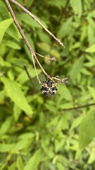 Neoscona orizabensis