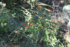 Salvia regla