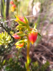 Echeveria bicolor
