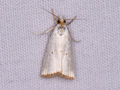 Argyria gonogramma