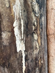 Hypoxylon rubiginosum