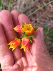 Echeveria bicolor