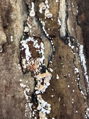 Hypoxylon rubiginosum