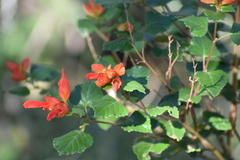 Salvia regla