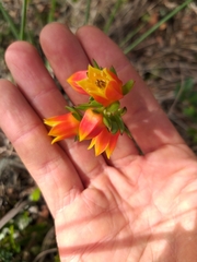 Echeveria bicolor