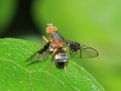 Anomoia purmunda