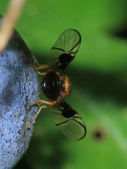 Anomoia purmunda