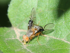 Anomoia purmunda