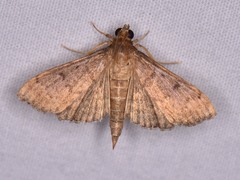 Herpetogramma phaeopteralis