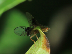 Anomoia purmunda
