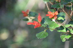 Salvia regla