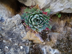 Sempervivum tectorum