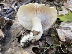 Hygrophorus flavodiscus
