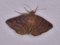 Argyrostrotis deleta