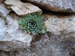 Sempervivum tectorum