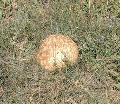Calvatia booniana