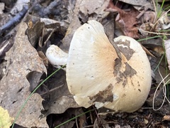 Hygrophorus flavodiscus