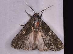 Acronicta afflicta
