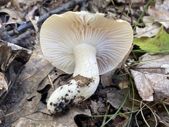Hygrophorus flavodiscus