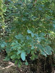 Fraxinus latifolia