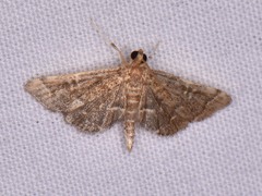 Anageshna primordialis