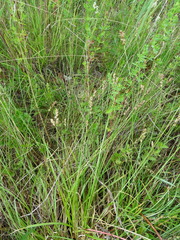 Carex spicata